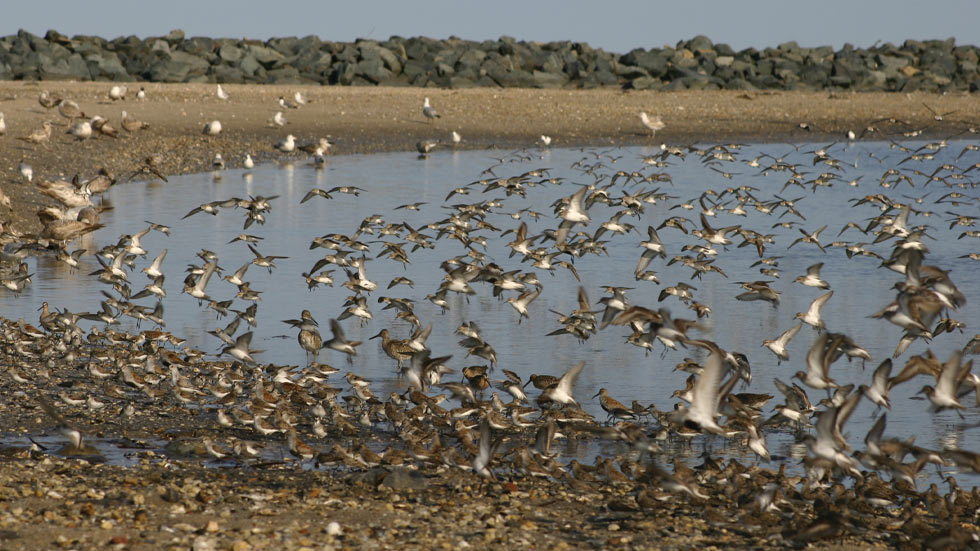 Shorebirds feast on horseshoe crab eggs.