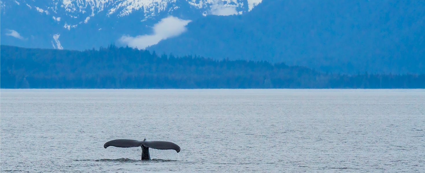 Whale tale stickout out of ocean.
