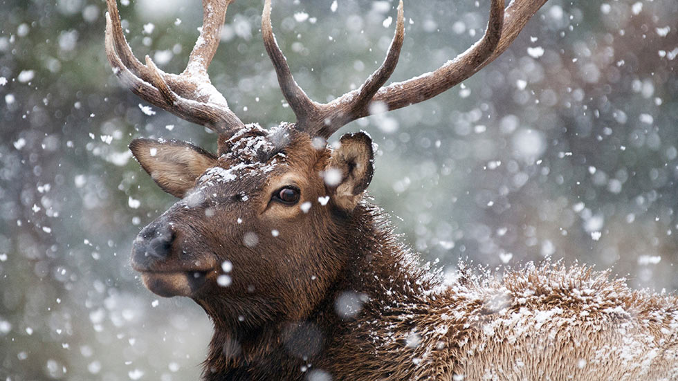 North America’s largest elk migration in winter is a sight to behold at Wyoming’s National Elk Refuge.