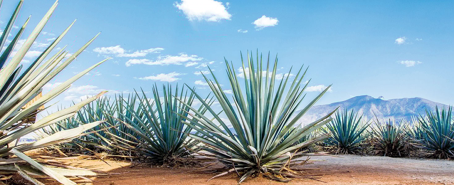 Mexican Agave