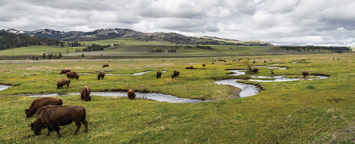 Bisonon Rose Creek Lamar Valley. Photo courtesy of NPS Neal Herbert