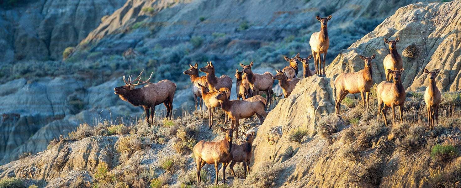 Elk in the badlands at Theodore Roosevelt National Park