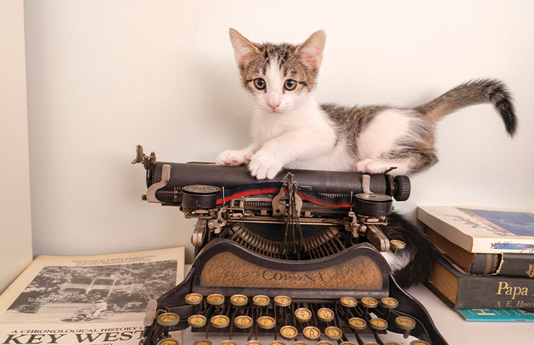 cat