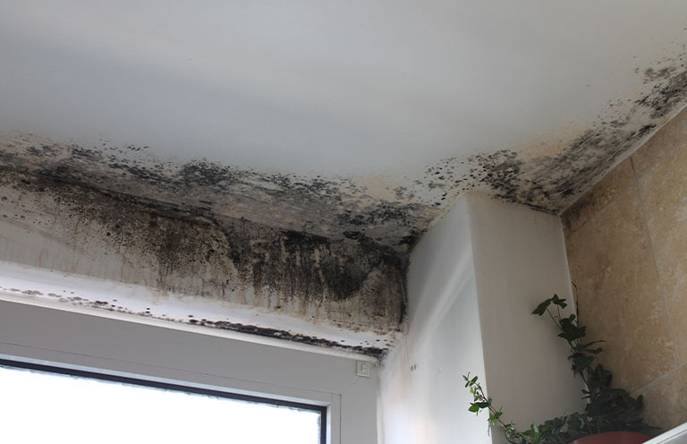 mold in house