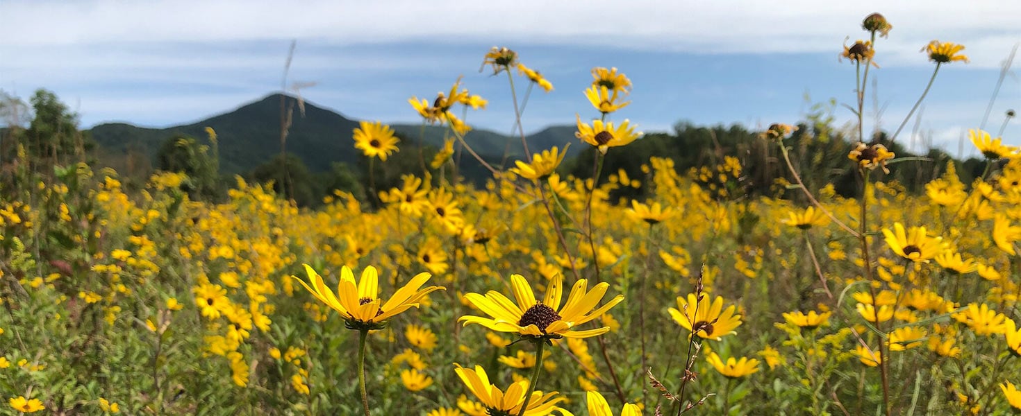 Field of Wildflowers