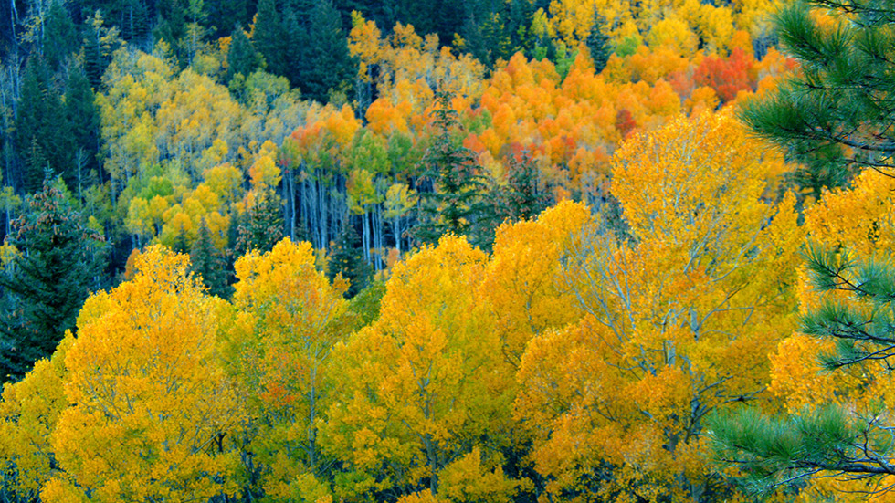 Fall Foliage scenery in Vermont