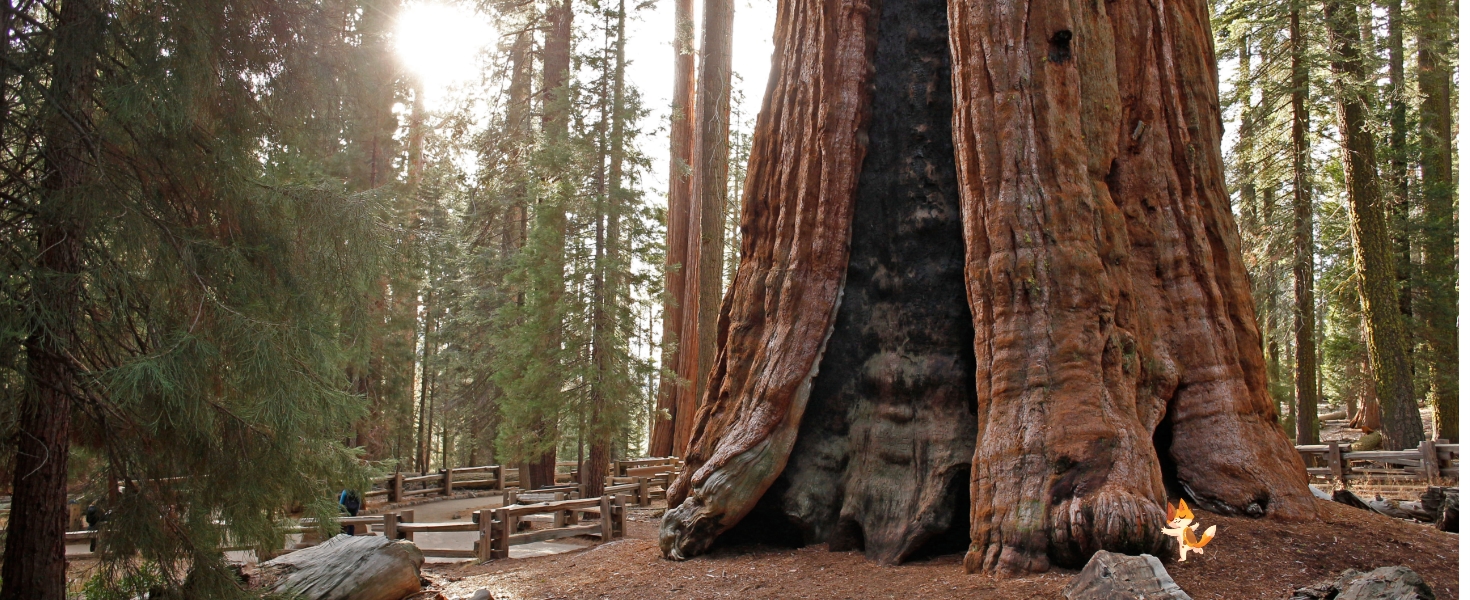 KeeKee in Sequoia National Park
