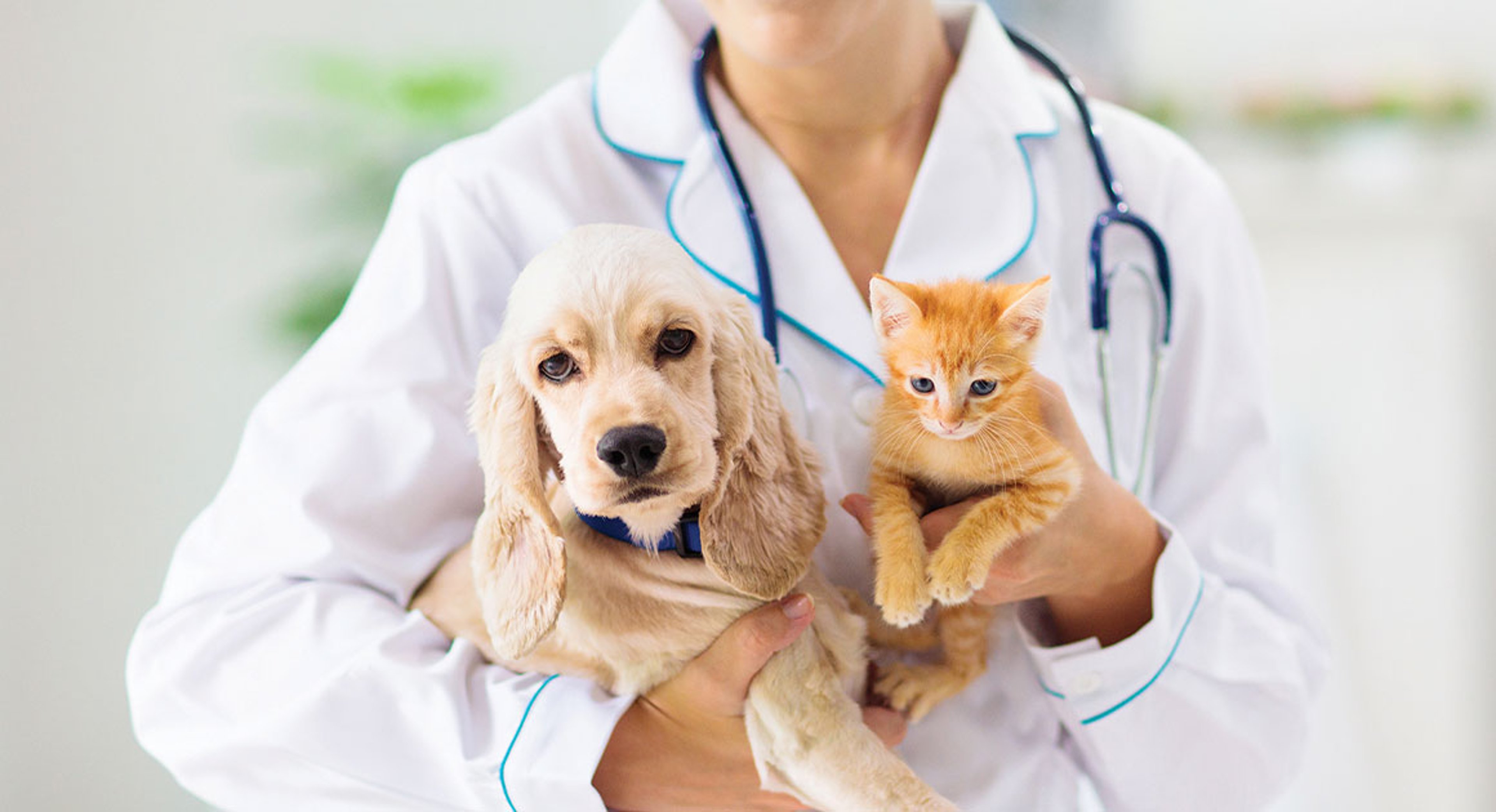 vet holding dog and cat in arms