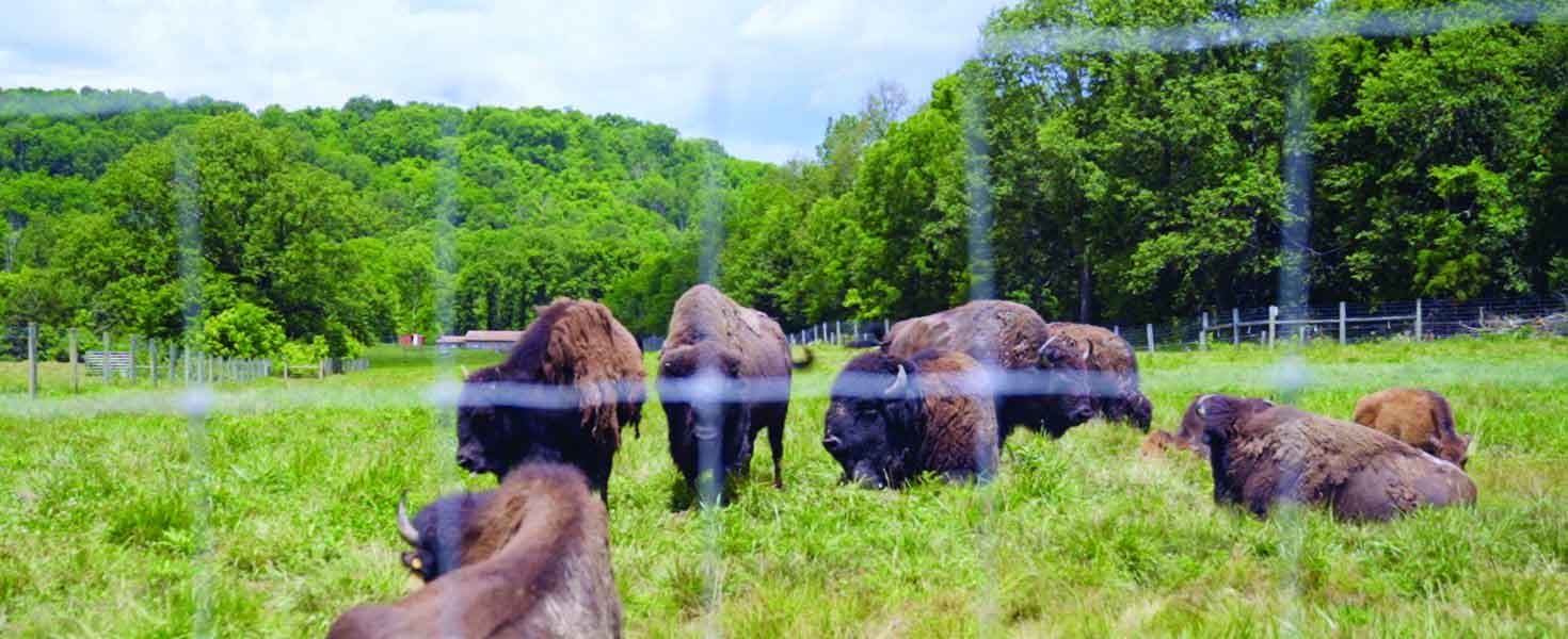 Bison in Field