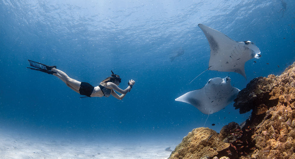 Swimming with Manta Ray. Photo courtesy of Four Seasons Hotels 