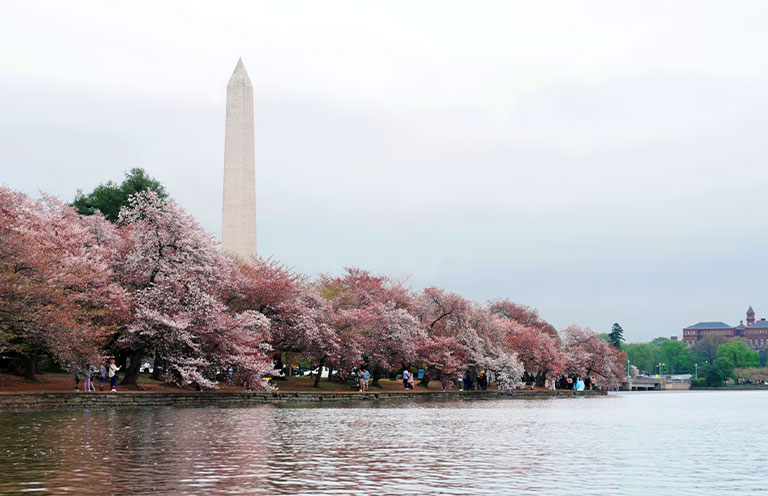 Washington DC cherry blossoms in front of the Washington monument