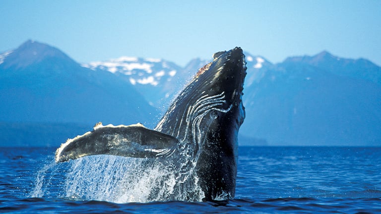 Whale