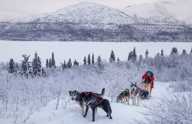man dog sledding
