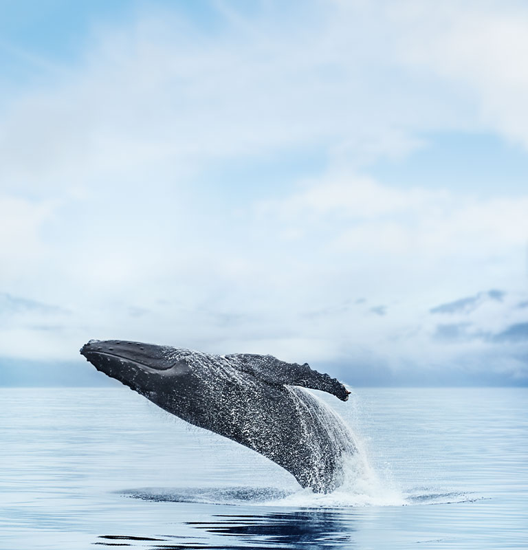 Humpback whale breaching in Alaskan waters