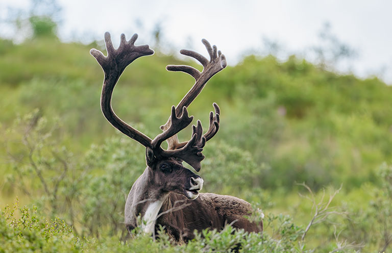 Moose laying in the grass in Alaska's wilderness