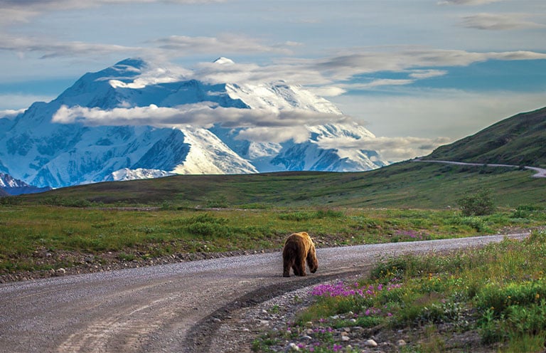 Bear in the wilderness of Alaska
