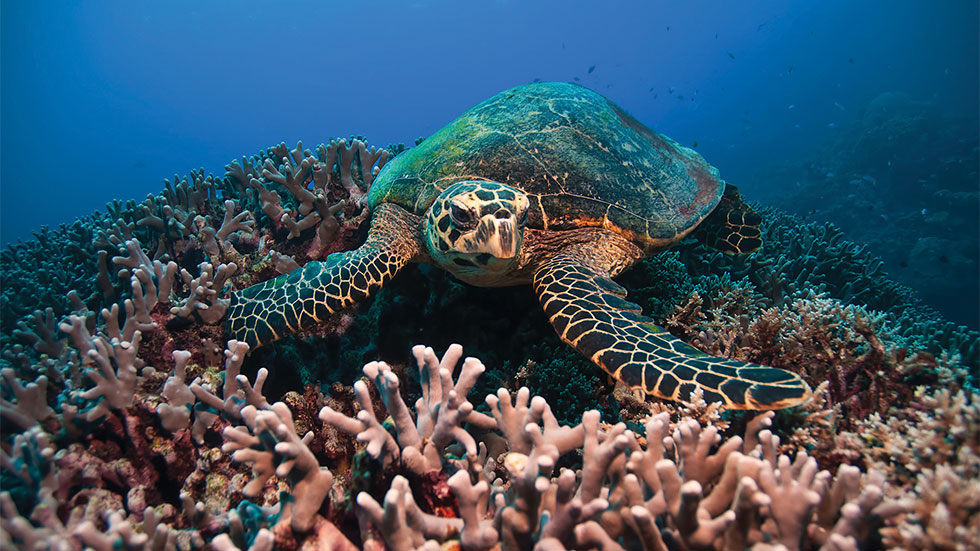Australia's Great Barrier Reef