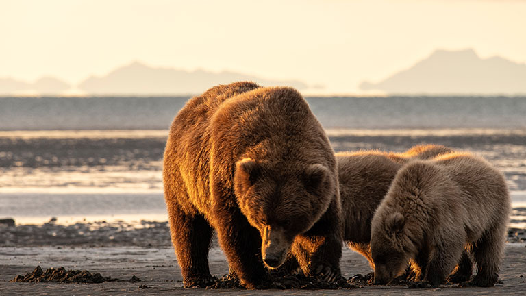 Brown bears walking along the shoreline in the Alaskan wilderness.