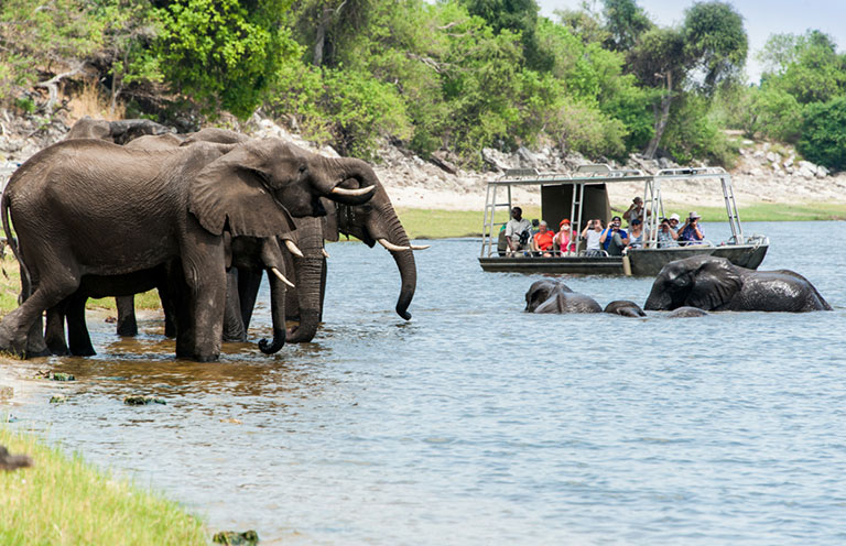 People game viewing elephants