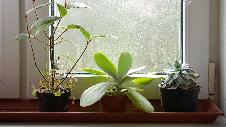 plants sitting next to humid window