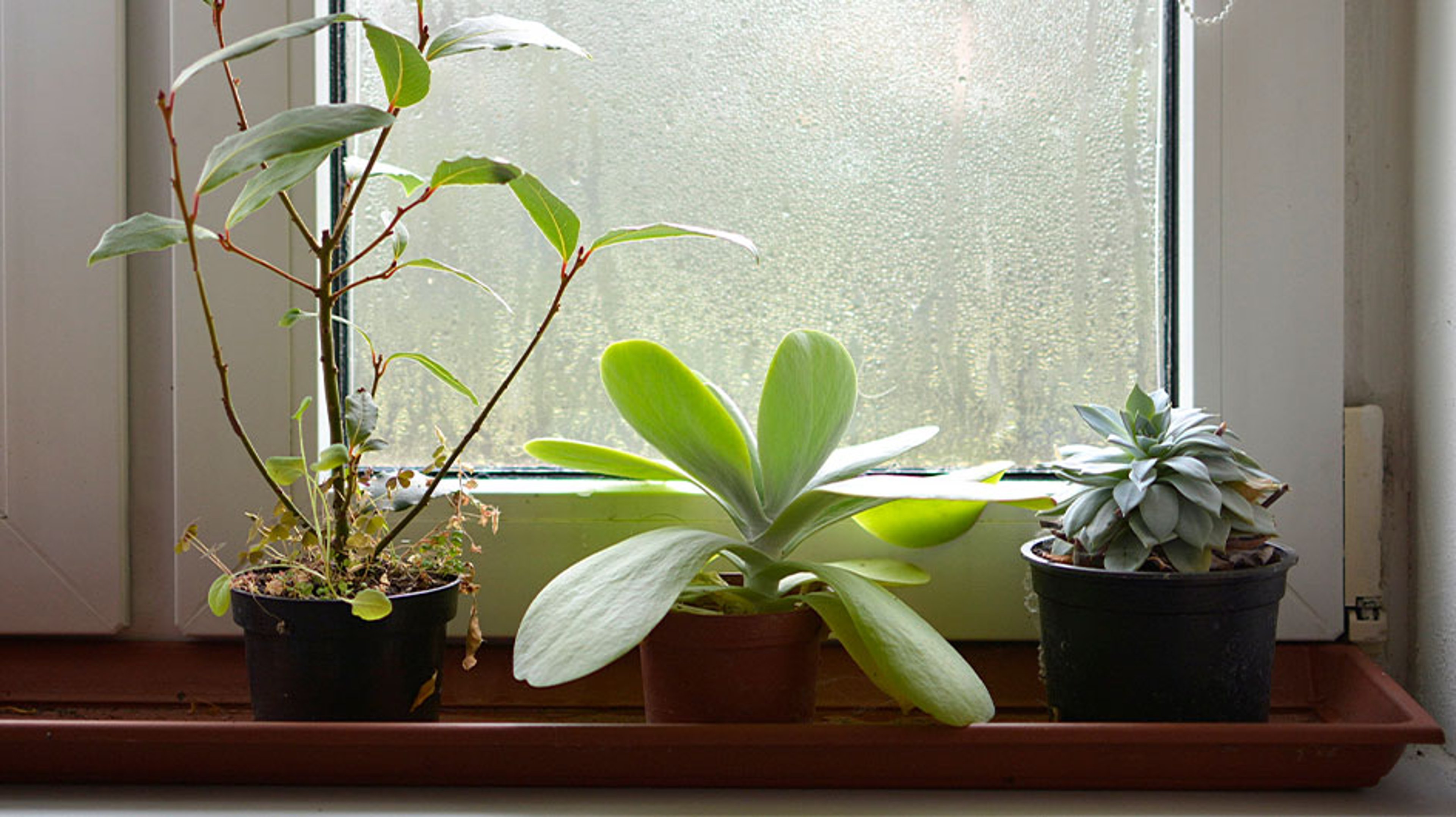 plants sitting next to humid window