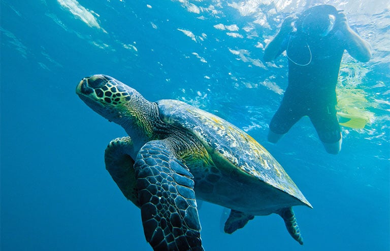 sea turtle in Ecuador Galapagos