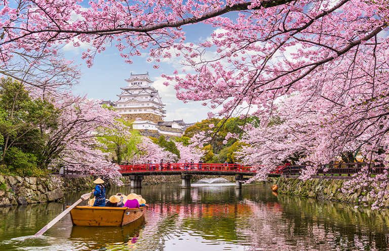Cherry Blossoms in Japan