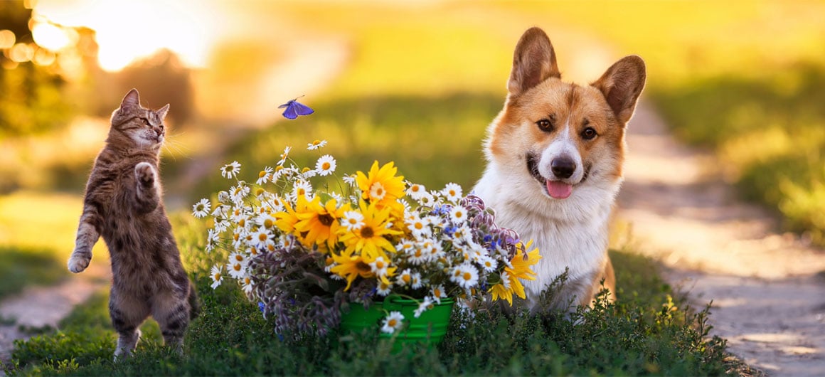 dog and cat outside