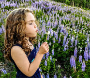 Mountain Meadow Wish