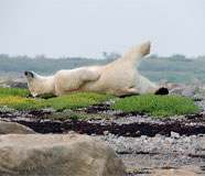 Polar Bear Yoga Pose