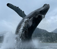 Breeching Humpback