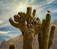 Crested Saguaro Cactus Near Superstition Mountain