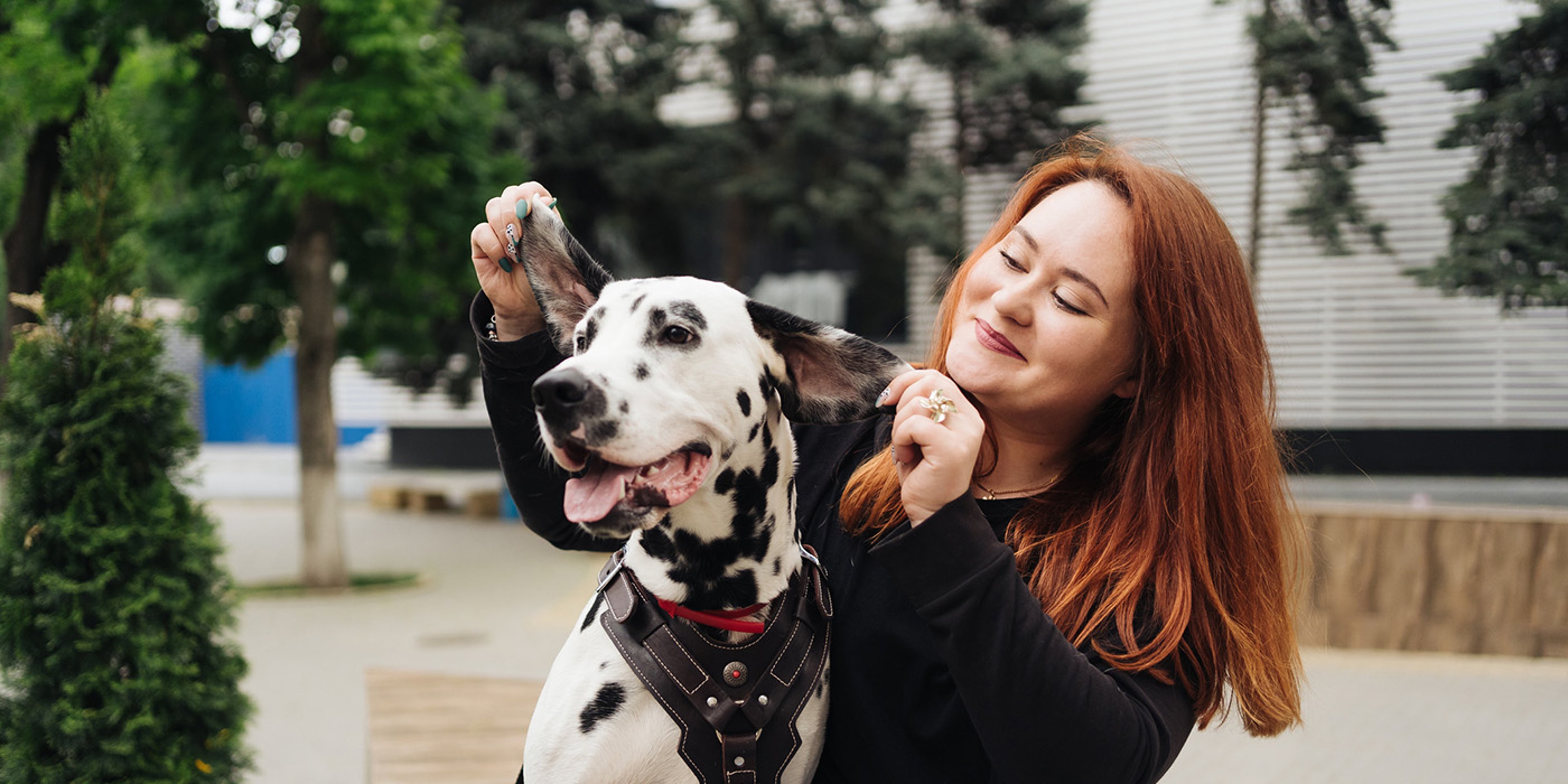 Happy woman holding up ears of her dalmatian pet dog