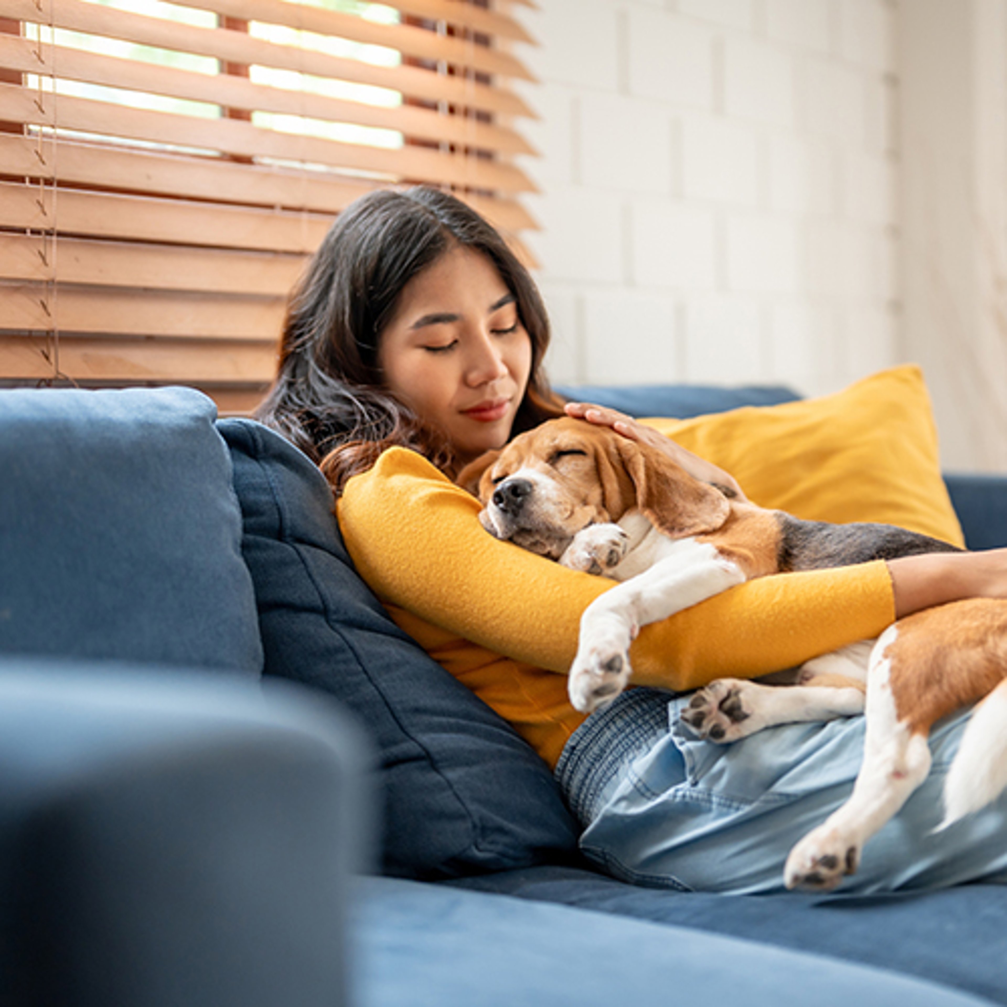 Woman snuggling with beagle pet dog on sofa at home
