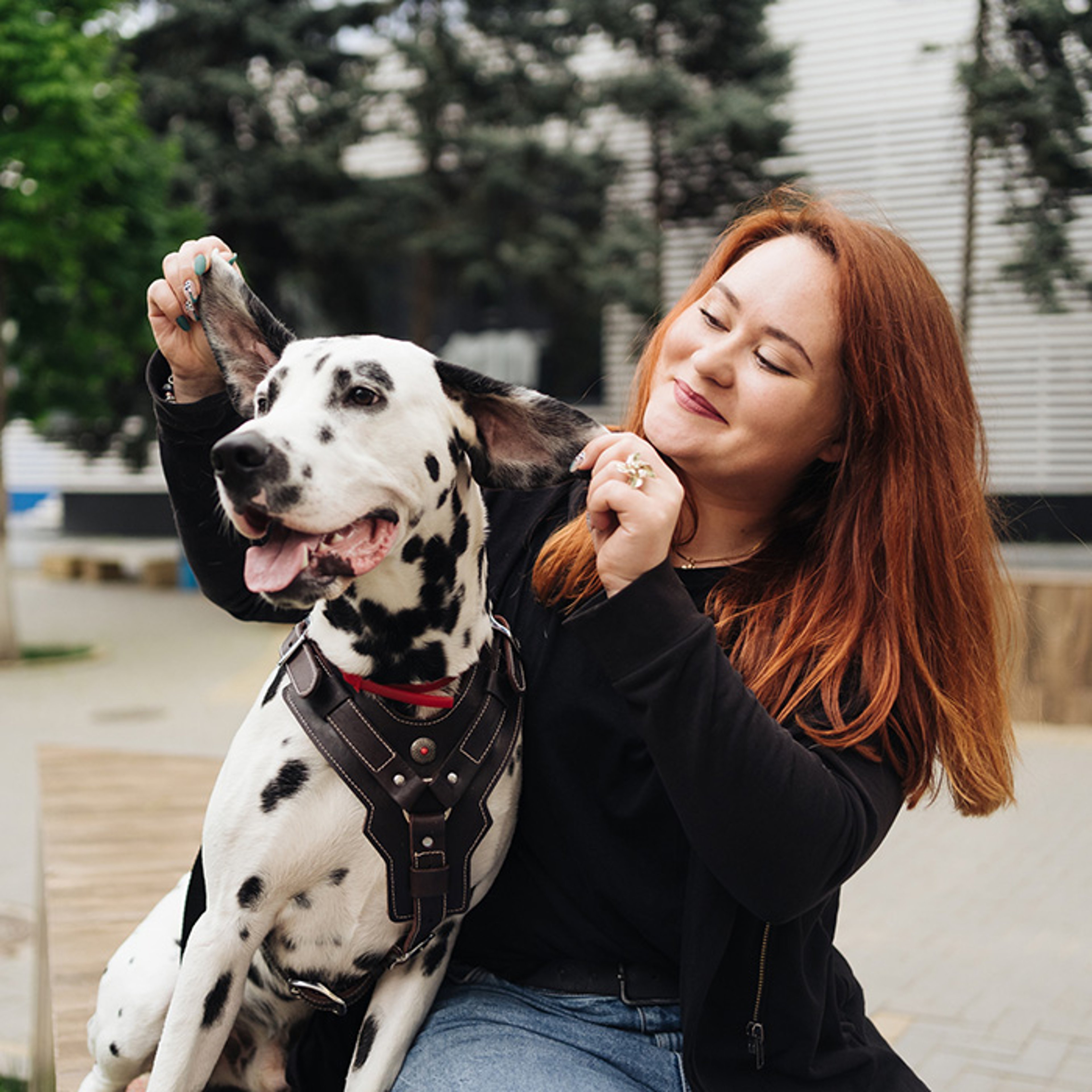 Happy woman playing with pet dalmatian dog's ears while on a walk in the city