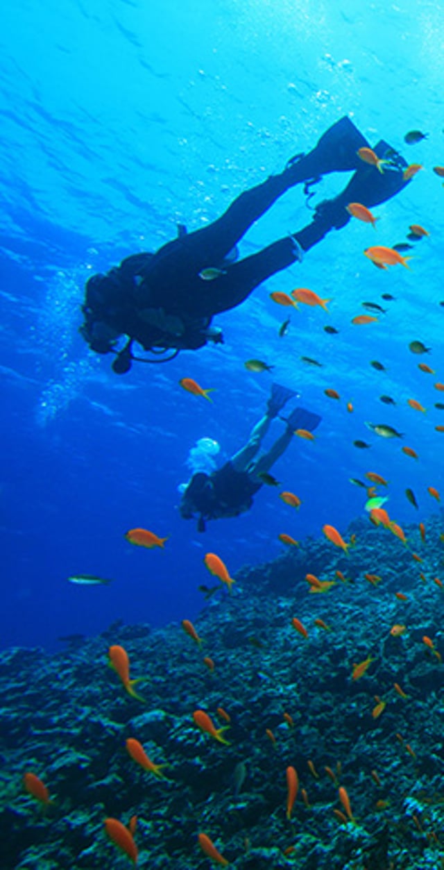 Two scuba divers swim above a colorful coral reef surrounded by tropical fish.