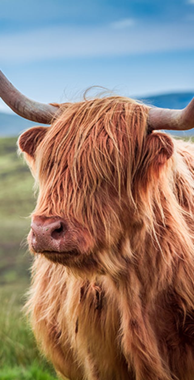 Shaggy Highland cow standing in a grassy field.