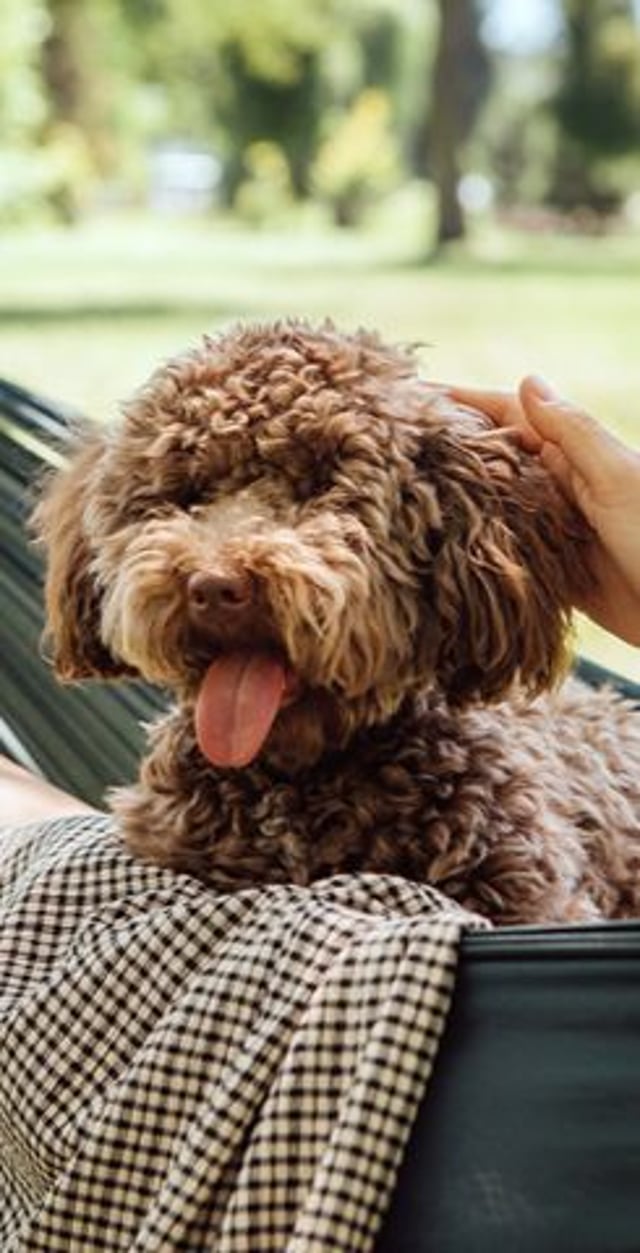 A fluffy brown dog sits on a person's lap, being gently petted in a sunny outdoor setting.