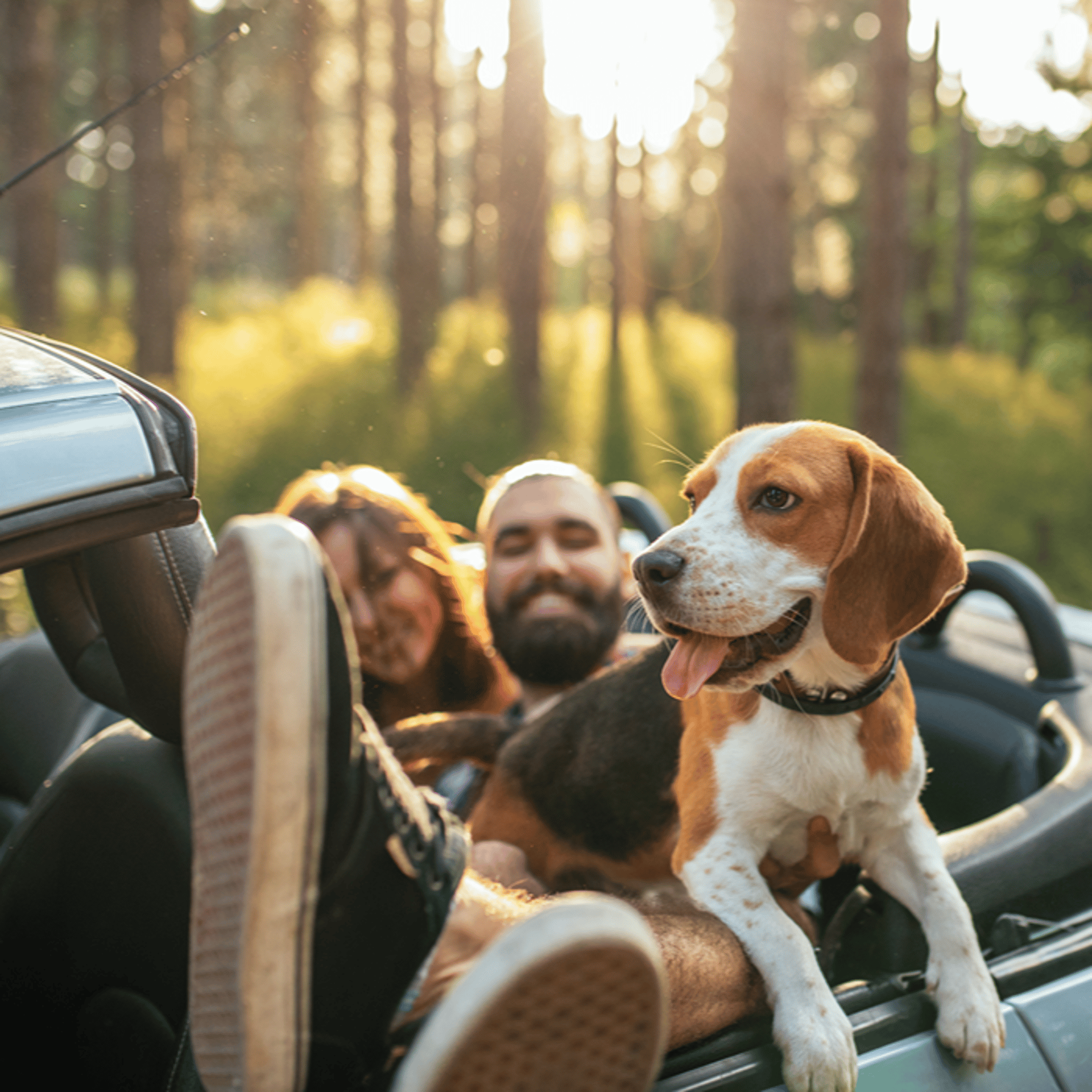 Save on Spot Pet Insurance plans
