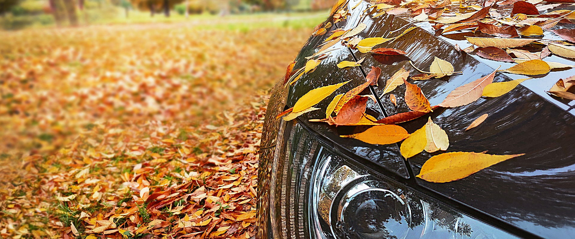 Car is near the park on autumnal day. Yellow leaves fall on the car.