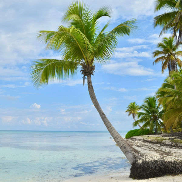 Palm tree on the beach