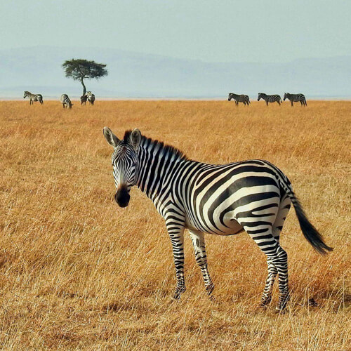 The African Savanna