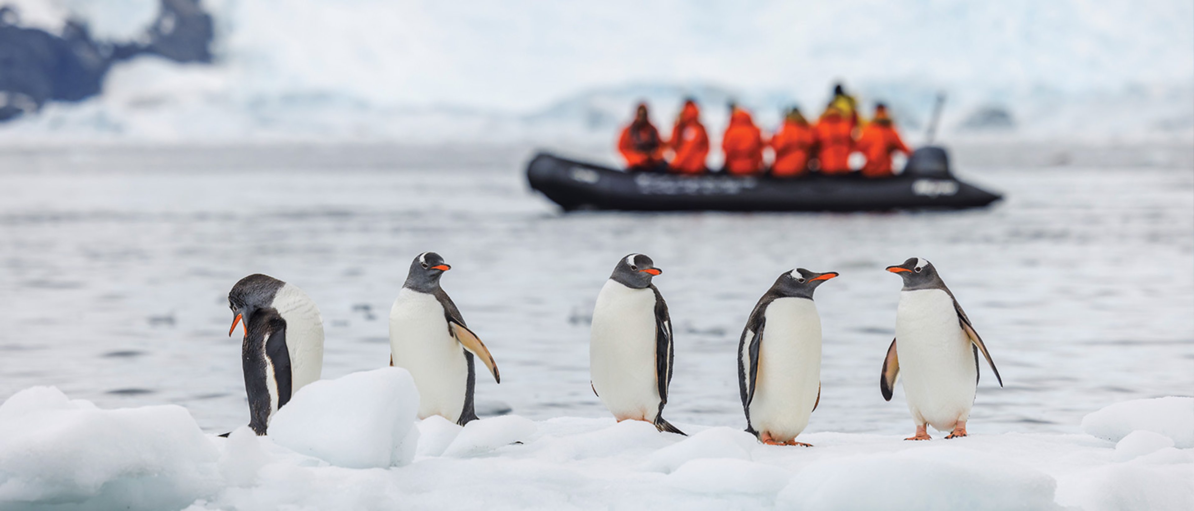 Five penguins on the shore in Antarctica with passengers in an expedition cruise raft.