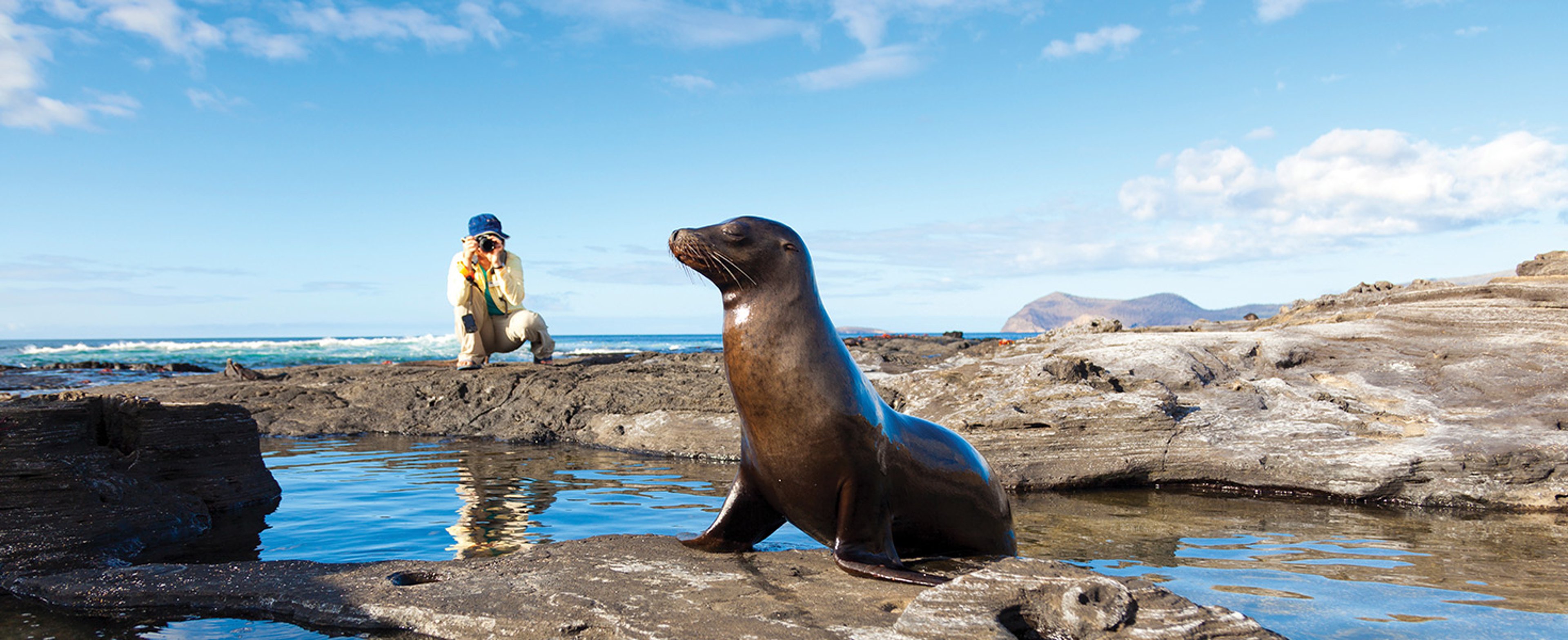 This image appears to show a sea lion resting on a rocky shore, likely a Galápagos sea lion