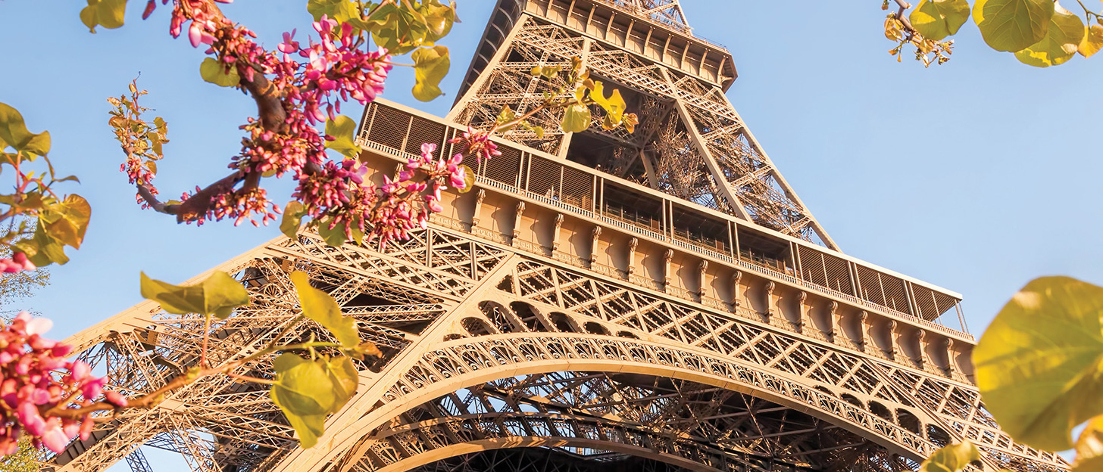 The image shows the Eiffel Tower in Paris, France, framed by spring blossoms