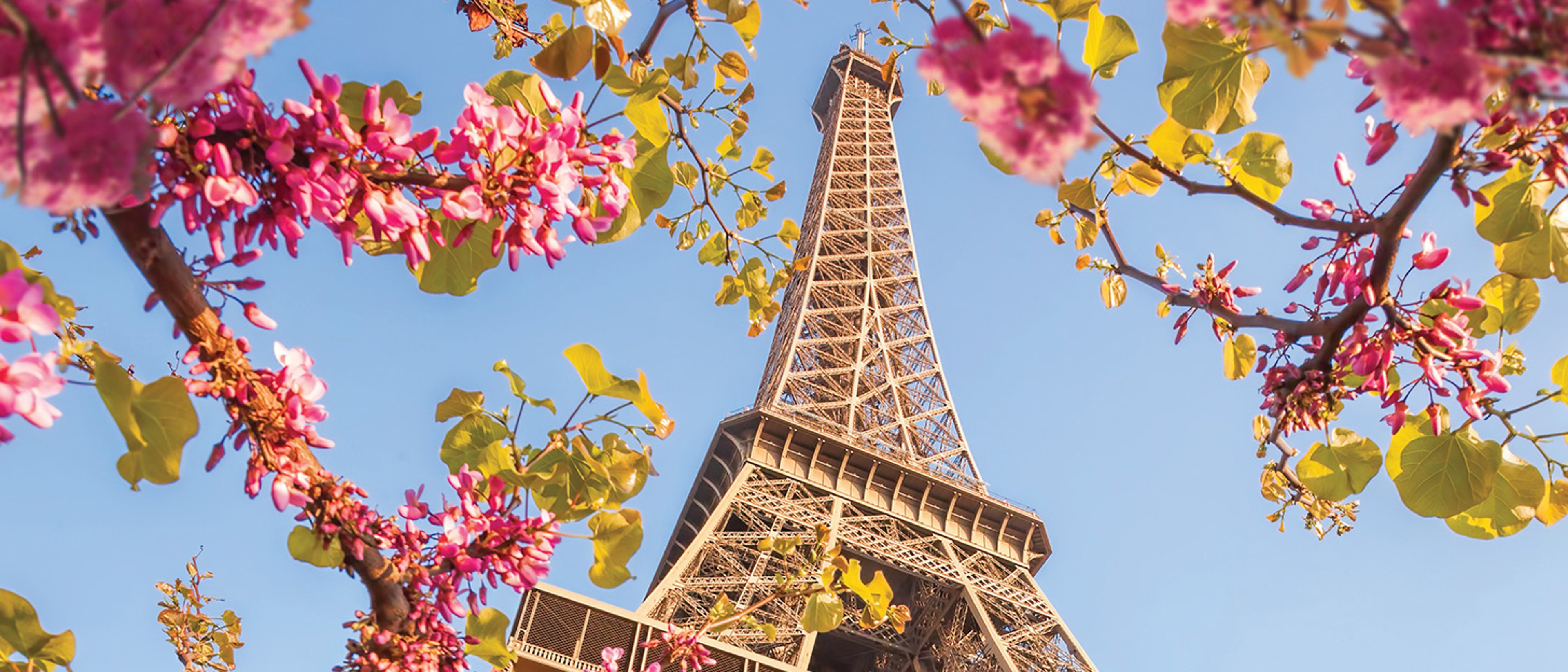 The image shows the Eiffel Tower in Paris, France, framed by spring blossoms