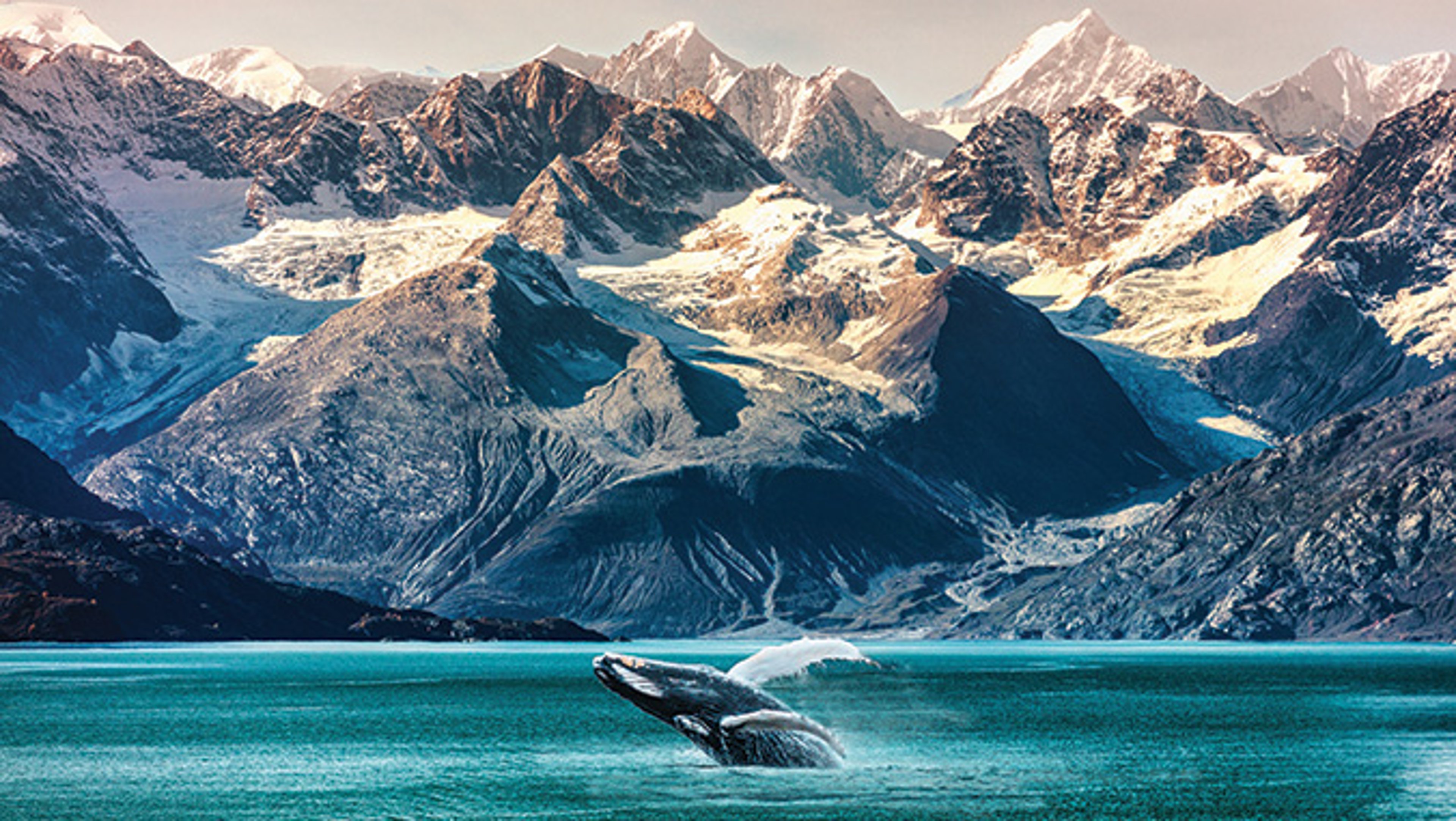 Humpback whale in icy waters beneath glacier in Glacier Bay, Alaska