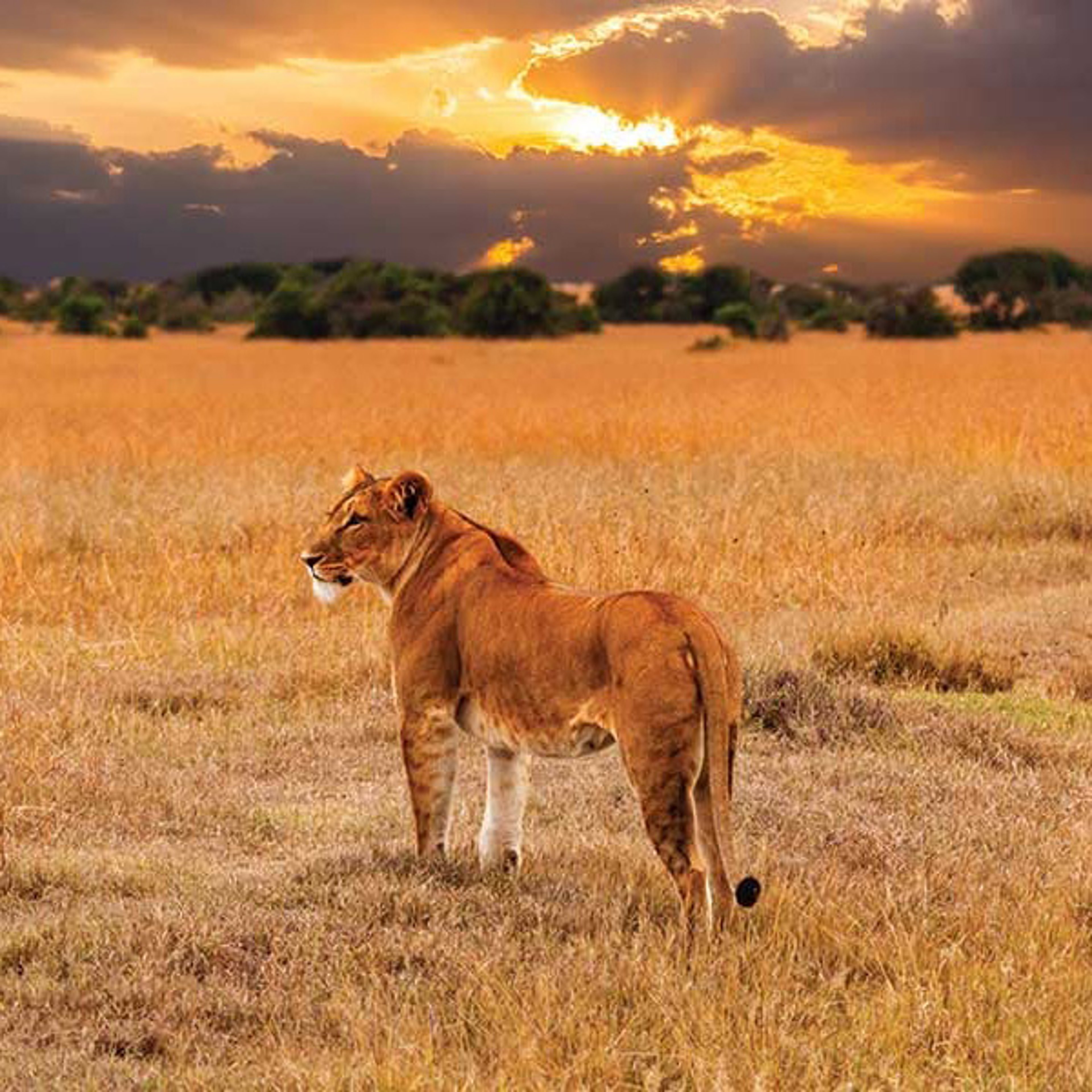 Lioness in the savannah with sun peeking through cloudy skies