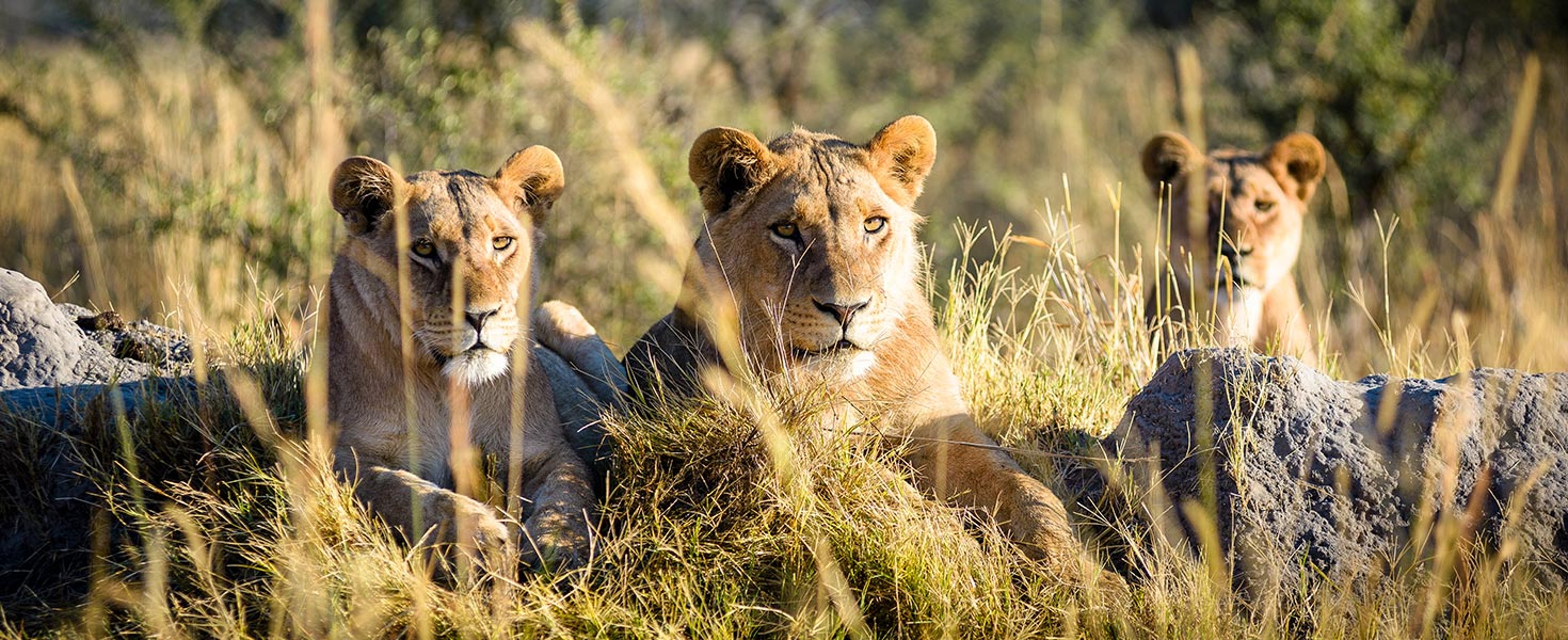 Lions in Africa