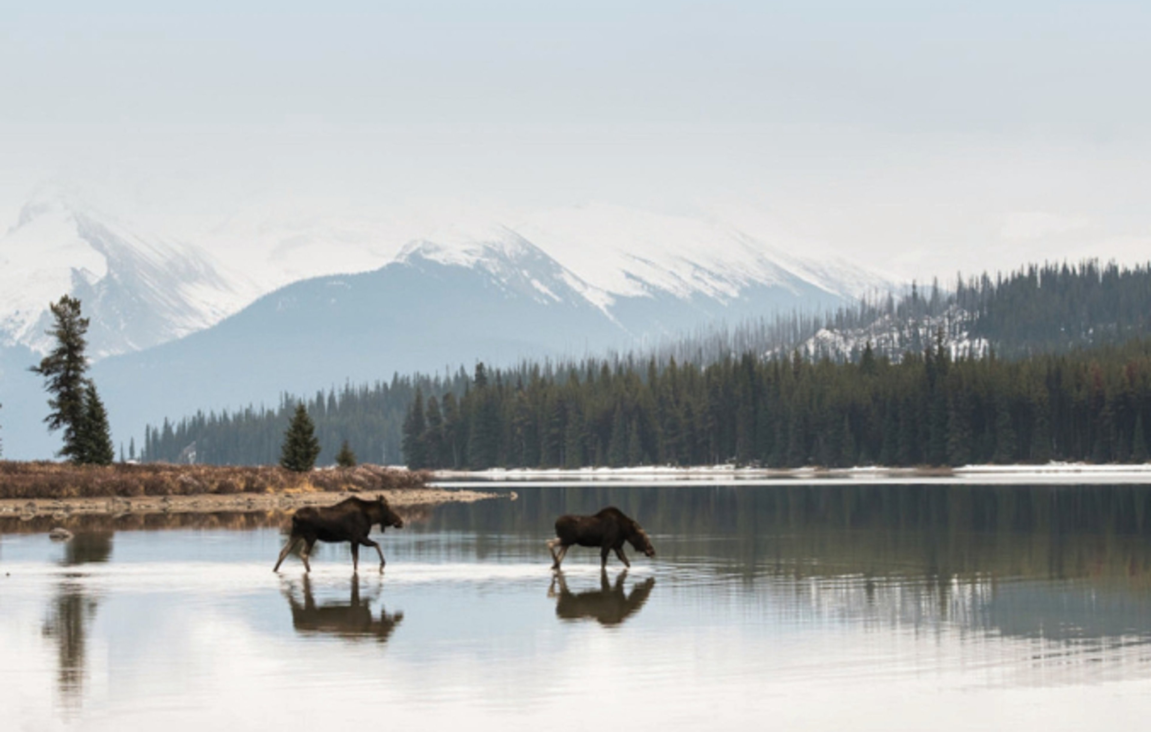 Animals drinking at a lake in Alaska with mountains in background